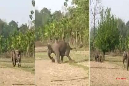 Chhattisgarh Elephant Terror