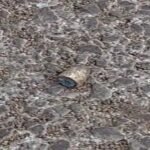 Chhattisgarh firing news