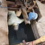 Commotion in the fort