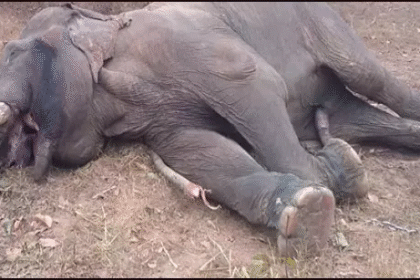 karant Se Haathee ke Maut