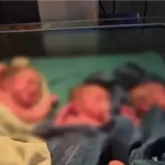 Balrampur Triplets Birth