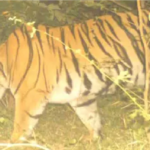Tiger Attack Update