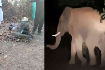 Chhattisgarh Elephant News