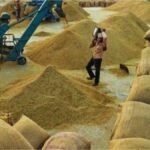 CG Paddy Procurement Report