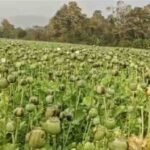 Opium Cultivation News