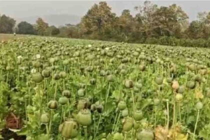 Opium Cultivation News