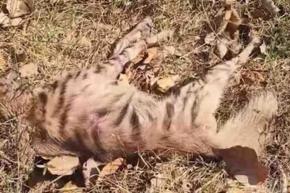 Guru Ghasidas National Park Negligence