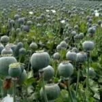 Opium Cultivation