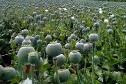 Opium Cultivation