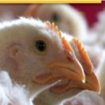 Bilaspur Bird Flu Alert 2026 :