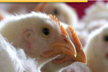 Bilaspur Bird Flu Alert 2026 :