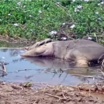 Chhattisgarh Elephant Conservation Failure