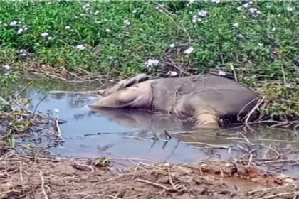 Chhattisgarh Elephant Conservation Failure