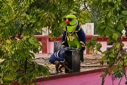 Chhattisgarh VIP Culture News