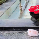 Assembly Gate No 2 Incident