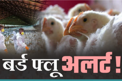 Bird Flu Alert