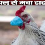 Bird Flu