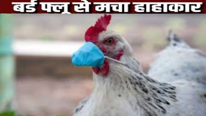 Bird Flu
