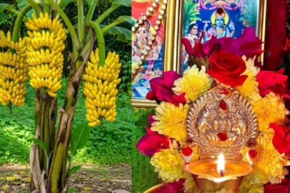 Banana Tree Puja Vidhi