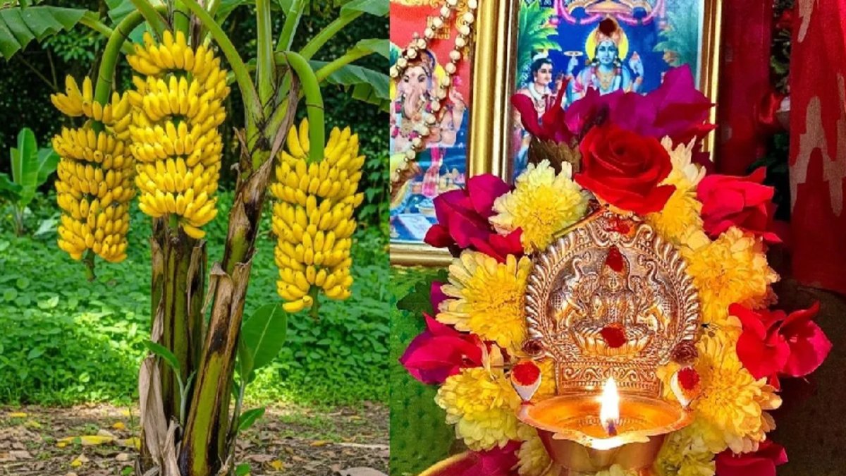 Banana Tree Puja Vidhi 